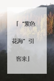 “紫色花海”引客来
