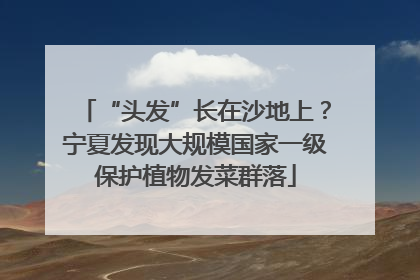 “头发”长在沙地上？宁夏发现大规模国家一级保护植物发菜群落