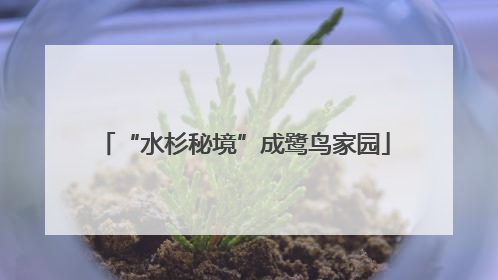 “水杉秘境”成鹭鸟家园