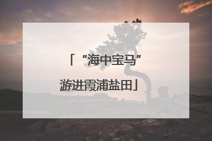 “海中宝马”游进霞浦盐田