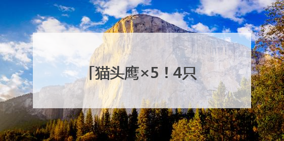 猫头鹰×5！4只在闲置房“安家”