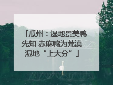 瓜州：湿地景美鸭先知 赤麻鸭为荒漠湿地“上大分”