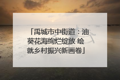禹城市中街道：油葵花海绚烂绽放 绘就乡村振兴新画卷