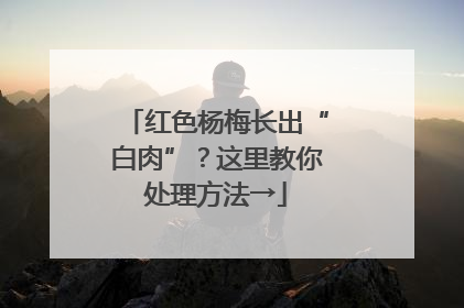 红色杨梅长出“白肉”？这里教你处理方法→