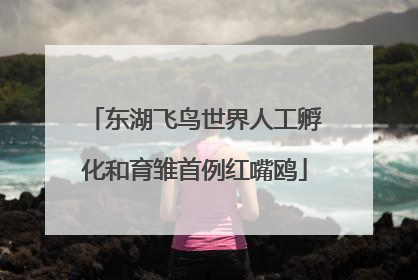 东湖飞鸟世界人工孵化和育雏首例红嘴鸥