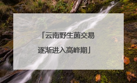 云南野生菌交易逐渐进入高峰期