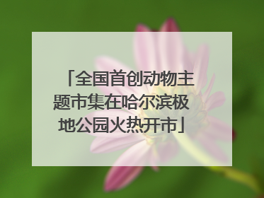 全国首创动物主题市集在哈尔滨极地公园火热开市
