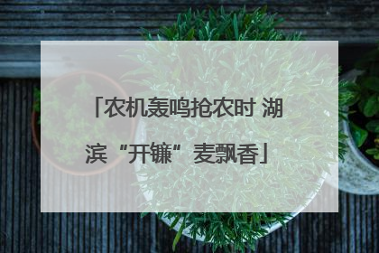 农机轰鸣抢农时 湖滨“开镰”麦飘香