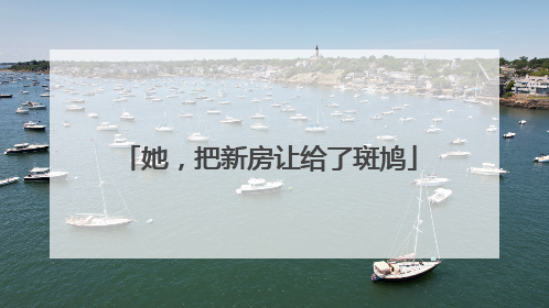 她，把新房让给了斑鸠