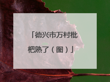德兴市万村枇杷熟了（图）