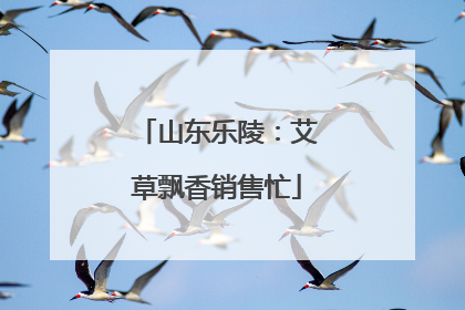山东乐陵：艾草飘香销售忙