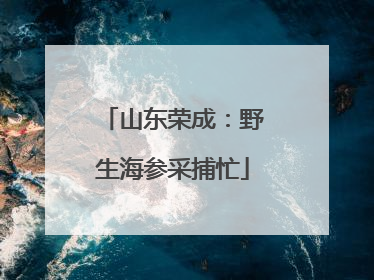 山东荣成：野生海参采捕忙