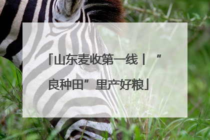 山东麦收第一线丨“良种田”里产好粮