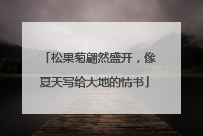 松果菊翩然盛开，像夏天写给大地的情书