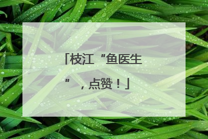 枝江“鱼医生”，点赞！