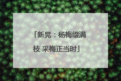 新晃：杨梅缀满枝 采梅正当时