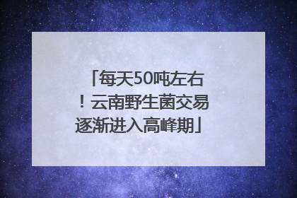 每天50吨左右！云南野生菌交易逐渐进入高峰期