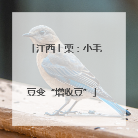 江西上栗：小毛豆变“增收豆”