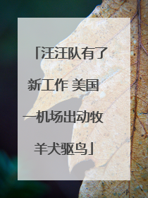 汪汪队有了新工作 美国一机场出动牧羊犬驱鸟