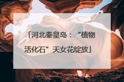 河北秦皇岛：“植物活化石”天女花绽放