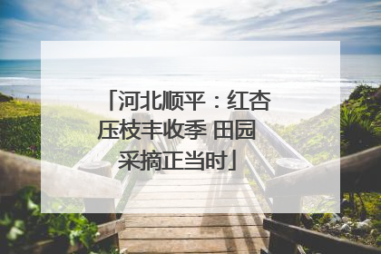 河北顺平：红杏压枝丰收季 田园采摘正当时