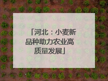 河北：小麦新品种助力农业高质量发展