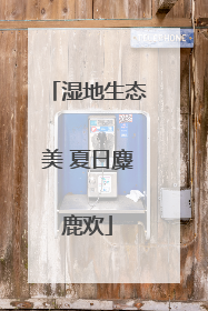 湿地生态美 夏日麋鹿欢