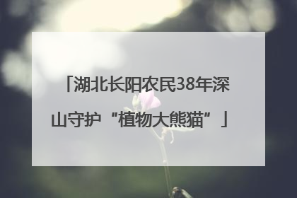 湖北长阳农民38年深山守护“植物大熊猫”