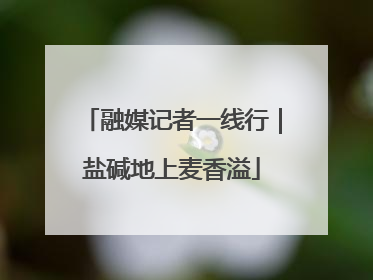 融媒记者一线行｜盐碱地上麦香溢