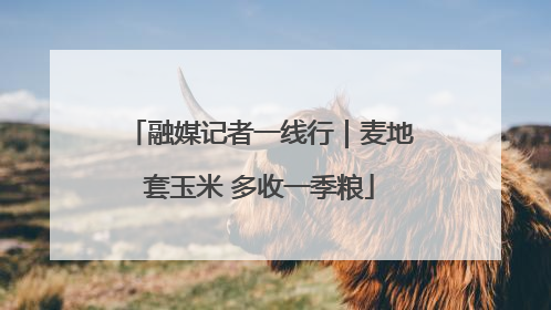 融媒记者一线行｜麦地套玉米 多收一季粮