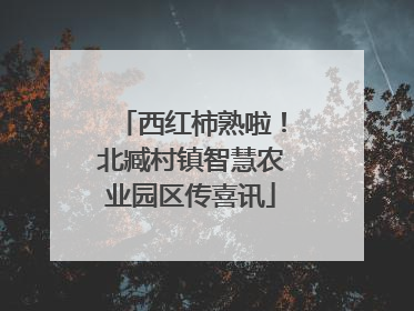 西红柿熟啦！北臧村镇智慧农业园区传喜讯