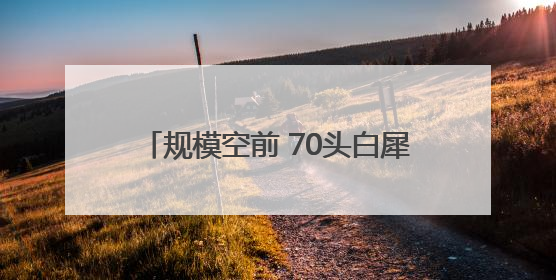 规模空前 70头白犀牛从南非运抵卢旺达