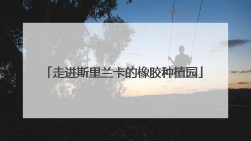 走进斯里兰卡的橡胶种植园
