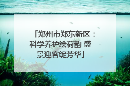 郑州市郑东新区：科学养护绘荷韵 盛景迎客绽芳华