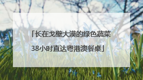 长在戈壁大漠的绿色蔬菜38小时直达粤港澳餐桌