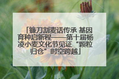 镰刀割麦话传承 基因育种启新程——第十届杨凌小麦文化节见证“颗粒归仓”时空跨越