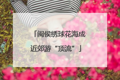 闽侯绣球花海成近郊游“顶流”