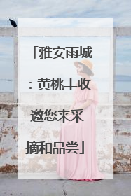 雅安雨城：黄桃丰收 邀您来采摘和品尝