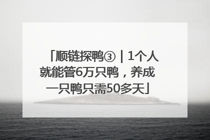 顺链探鸭③｜1个人就能管6万只鸭，养成一只鸭只需50多天