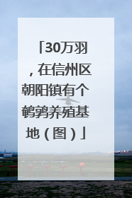 30万羽，在信州区朝阳镇有个鹌鹑养殖基地（图）